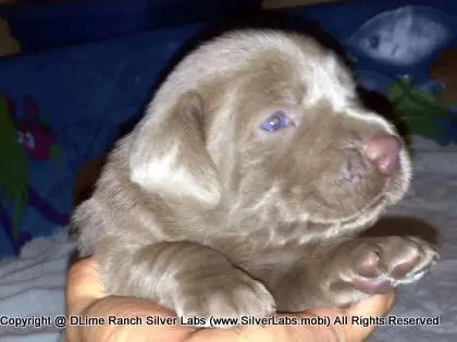 LADY CHARLOTTE - AKC Silver Lab Female @ Dlime Ranch Silver Lab Puppies  51 