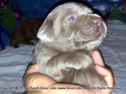 LADY CHARLOTTE - AKC Silver Lab Female @ Dlime Ranch Silver Lab Puppies  52 