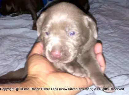 LADY CHARLOTTE - AKC Silver Lab Female @ Dlime Ranch Silver Lab Puppies  53 