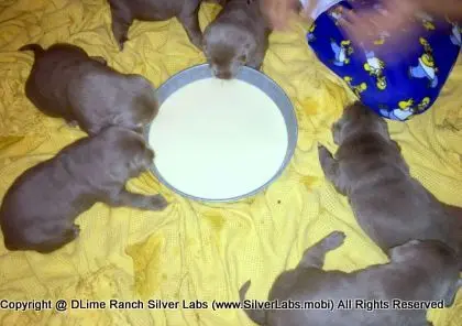 LADY CHARLOTTE - AKC Silver Lab Female @ Dlime Ranch Silver Lab Puppies  54 