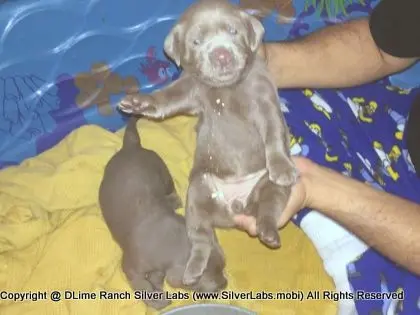 LADY CHARLOTTE - AKC Silver Lab Female @ Dlime Ranch Silver Lab Puppies  56 