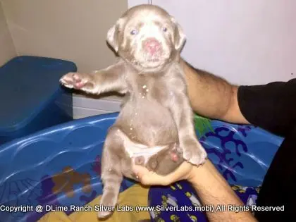 LADY CHARLOTTE - AKC Silver Lab Female @ Dlime Ranch Silver Lab Puppies  57 