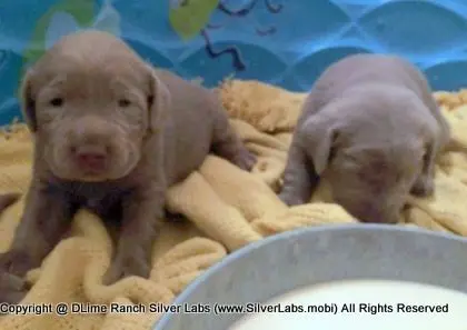 LADY CHARLOTTE - AKC Silver Lab Female @ Dlime Ranch Silver Lab Puppies  58 