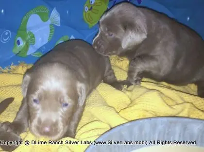 LADY CHARLOTTE - AKC Silver Lab Female @ Dlime Ranch Silver Lab Puppies  59 
