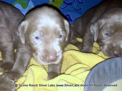 LADY CHARLOTTE - AKC Silver Lab Female @ Dlime Ranch Silver Lab Puppies  60 