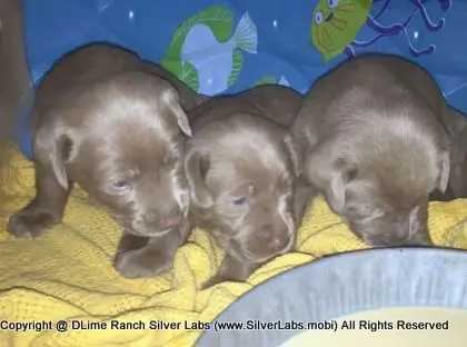 LADY CHARLOTTE - AKC Silver Lab Female @ Dlime Ranch Silver Lab Puppies  61 