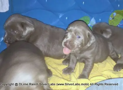 LADY CHARLOTTE - AKC Silver Lab Female @ Dlime Ranch Silver Lab Puppies  62 