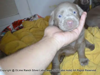 LADY CHARLOTTE - AKC Silver Lab Female @ Dlime Ranch Silver Lab Puppies  63 