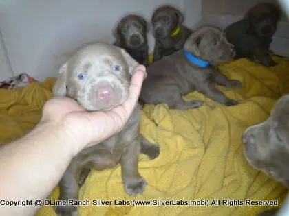 LADY CHARLOTTE - AKC Silver Lab Female @ Dlime Ranch Silver Lab Puppies  64 