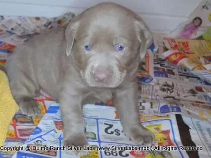 LADY CHARLOTTE - AKC Silver Lab Female @ Dlime Ranch Silver Lab Puppies  65 