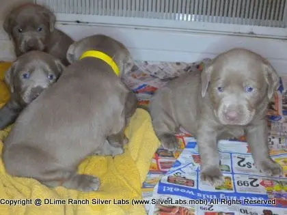 LADY CHARLOTTE - AKC Silver Lab Female @ Dlime Ranch Silver Lab Puppies  66 