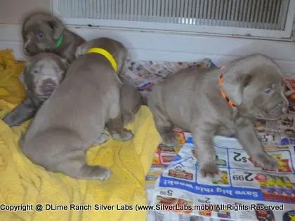 LADY CHARLOTTE - AKC Silver Lab Female @ Dlime Ranch Silver Lab Puppies  67 