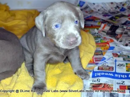 LADY CHARLOTTE - AKC Silver Lab Female @ Dlime Ranch Silver Lab Puppies  68 