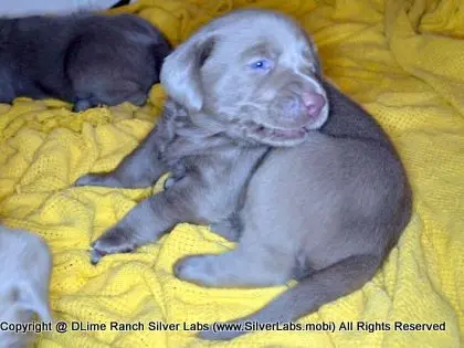 LADY CHARLOTTE - AKC Silver Lab Female @ Dlime Ranch Silver Lab Puppies  69 
