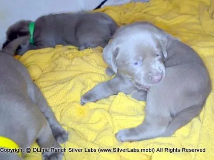 LADY CHARLOTTE - AKC Silver Lab Female @ Dlime Ranch Silver Lab Puppies  70 