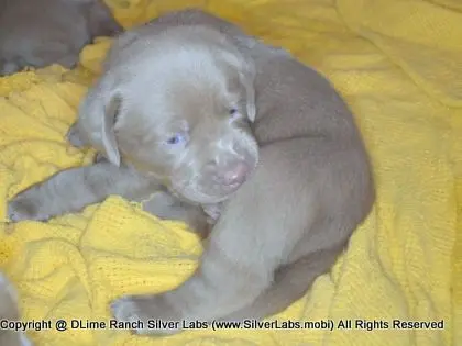 LADY CHARLOTTE - AKC Silver Lab Female @ Dlime Ranch Silver Lab Puppies  71 