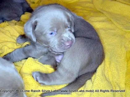 LADY CHARLOTTE - AKC Silver Lab Female @ Dlime Ranch Silver Lab Puppies  72 