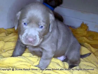 LADY CHARLOTTE - AKC Silver Lab Female @ Dlime Ranch Silver Lab Puppies  73 