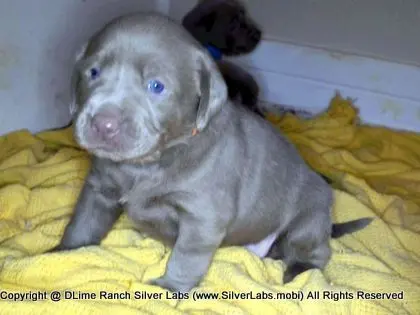 LADY CHARLOTTE - AKC Silver Lab Female @ Dlime Ranch Silver Lab Puppies  74 