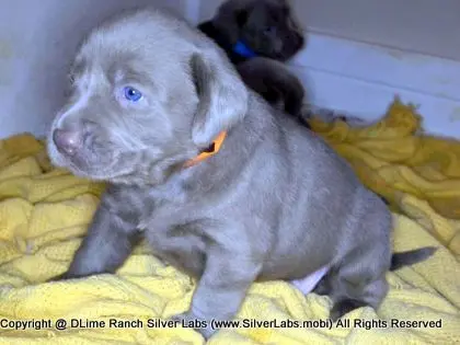 LADY CHARLOTTE - AKC Silver Lab Female @ Dlime Ranch Silver Lab Puppies  75 
