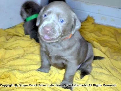 LADY CHARLOTTE - AKC Silver Lab Female @ Dlime Ranch Silver Lab Puppies  76 
