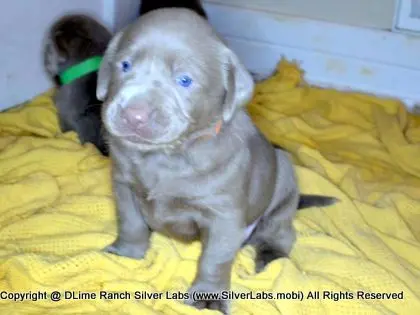 LADY CHARLOTTE - AKC Silver Lab Female @ Dlime Ranch Silver Lab Puppies  77 