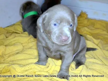 LADY CHARLOTTE - AKC Silver Lab Female @ Dlime Ranch Silver Lab Puppies  78 
