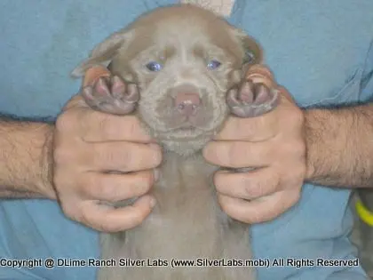 LADY CHARLOTTE - AKC Silver Lab Female @ Dlime Ranch Silver Lab Puppies  79 
