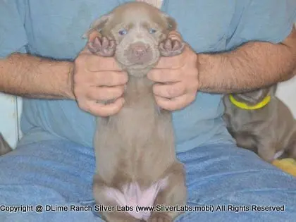 LADY CHARLOTTE - AKC Silver Lab Female @ Dlime Ranch Silver Lab Puppies  80 