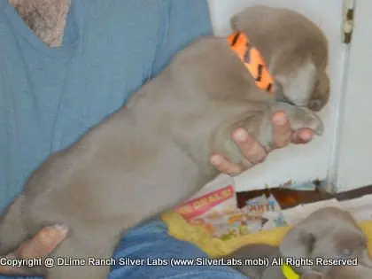 LADY CHARLOTTE - AKC Silver Lab Female @ Dlime Ranch Silver Lab Puppies  81 