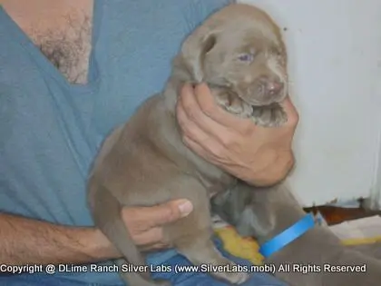 LADY CHARLOTTE - AKC Silver Lab Female @ Dlime Ranch Silver Lab Puppies  82 