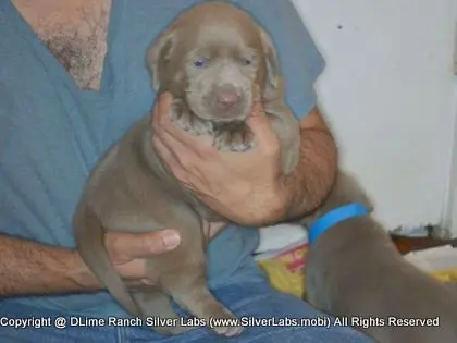 LADY CHARLOTTE - AKC Silver Lab Female @ Dlime Ranch Silver Lab Puppies  83 