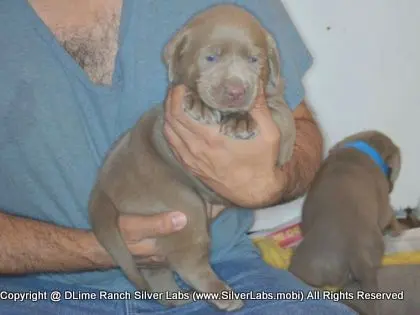 LADY CHARLOTTE - AKC Silver Lab Female @ Dlime Ranch Silver Lab Puppies  84 