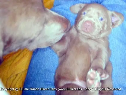 LADY CHARLOTTE - AKC Silver Lab Female @ Dlime Ranch Silver Lab Puppies  85 
