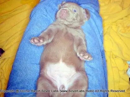 LADY CHARLOTTE - AKC Silver Lab Female @ Dlime Ranch Silver Lab Puppies  86 