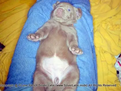 LADY CHARLOTTE - AKC Silver Lab Female @ Dlime Ranch Silver Lab Puppies  87 