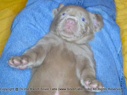 LADY CHARLOTTE - AKC Silver Lab Female @ Dlime Ranch Silver Lab Puppies  89 