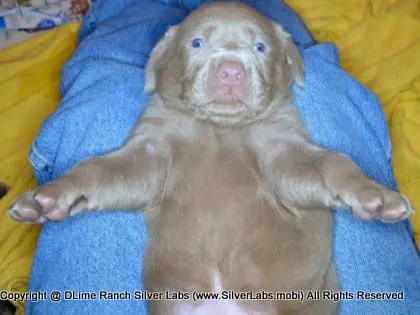 LADY CHARLOTTE - AKC Silver Lab Female @ Dlime Ranch Silver Lab Puppies  91 