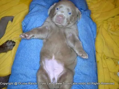 LADY CHARLOTTE - AKC Silver Lab Female @ Dlime Ranch Silver Lab Puppies  92 
