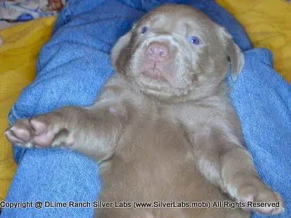 LADY CHARLOTTE - AKC Silver Lab Female @ Dlime Ranch Silver Lab Puppies  93 