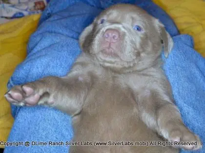 LADY CHARLOTTE - AKC Silver Lab Female @ Dlime Ranch Silver Lab Puppies  94 
