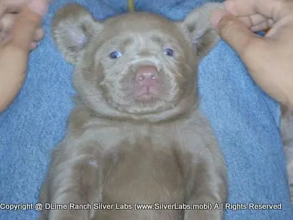 LADY CHARLOTTE - AKC Silver Lab Female @ Dlime Ranch Silver Lab Puppies  95 