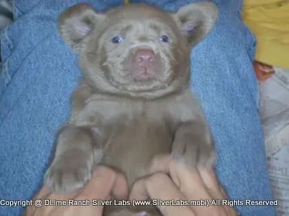 LADY CHARLOTTE - AKC Silver Lab Female @ Dlime Ranch Silver Lab Puppies  96 