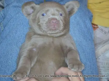 LADY CHARLOTTE - AKC Silver Lab Female @ Dlime Ranch Silver Lab Puppies  97 