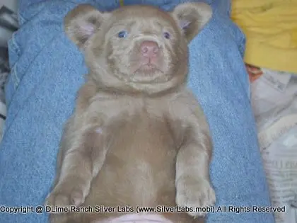 LADY CHARLOTTE - AKC Silver Lab Female @ Dlime Ranch Silver Lab Puppies  99 