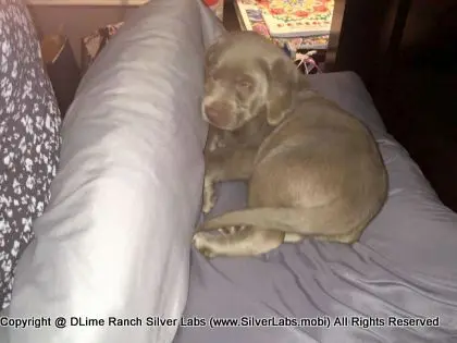 LADY CHARLOTTE - AKC Silver Lab Female @ Dlime Ranch Silver Lab Puppies  3 
