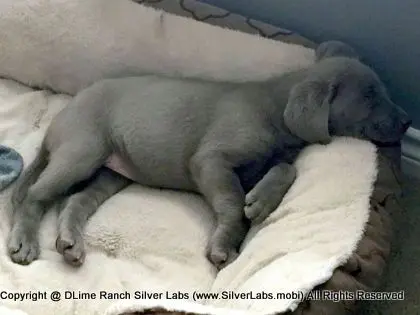 LADY CHARLOTTE - AKC Silver Lab Female @ Dlime Ranch Silver Lab Puppies  4 