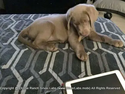 LADY CHARLOTTE - AKC Silver Lab Female @ Dlime Ranch Silver Lab Puppies  5 