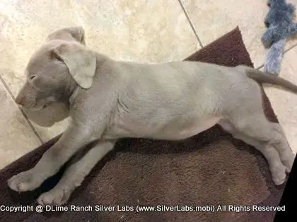 LADY CHARLOTTE - AKC Silver Lab Female @ Dlime Ranch Silver Lab Puppies  8 