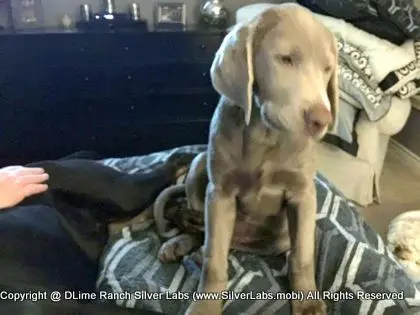 LADY CHARLOTTE - AKC Silver Lab Female @ Dlime Ranch Silver Lab Puppies  12 